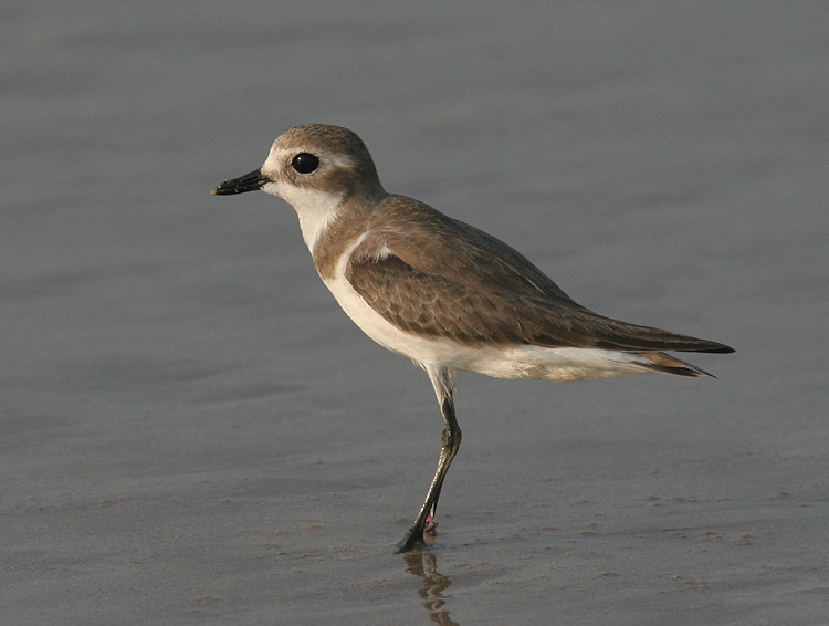 Charadrius mongolus