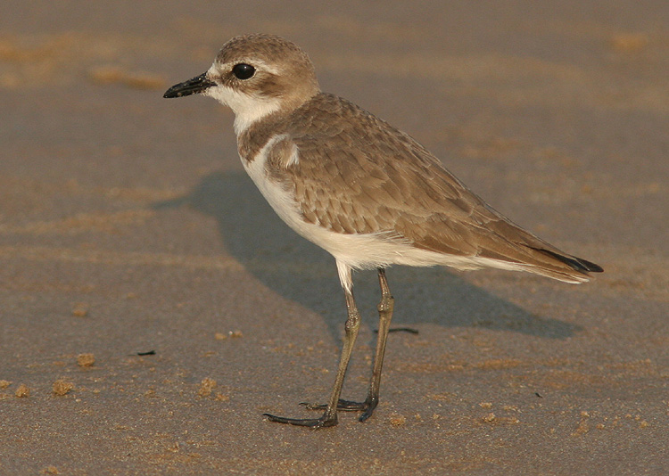 Charadrius mongolus