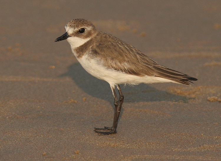 Charadrius mongolus