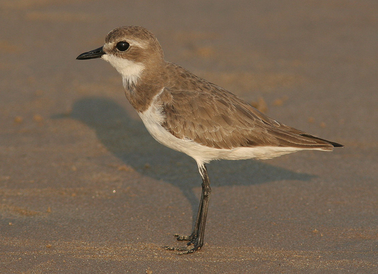 Charadrius mongolus