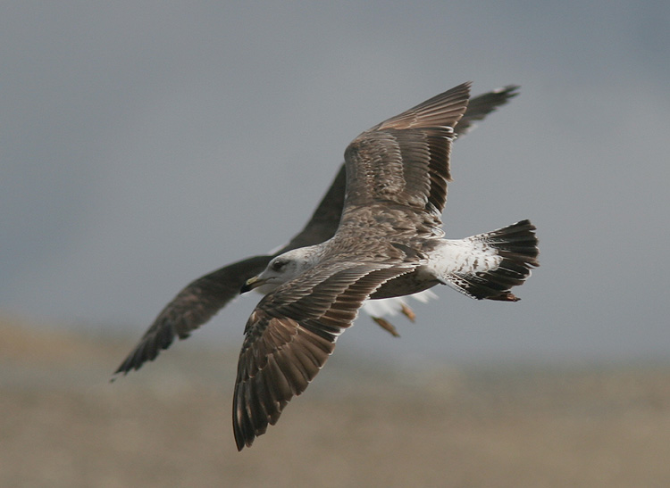 Larus fuscus