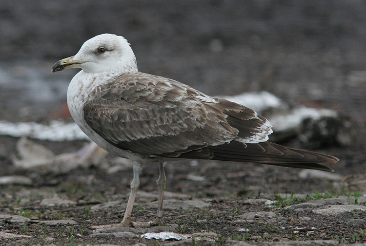 Larus fuscus