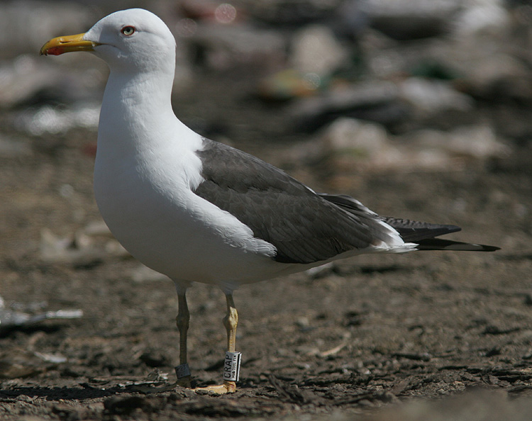 CRAP Larus fuscus