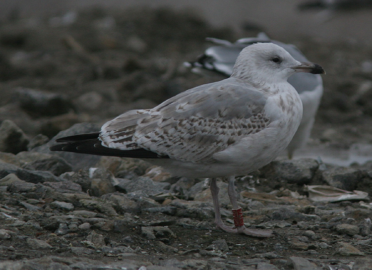 Larus argentatus