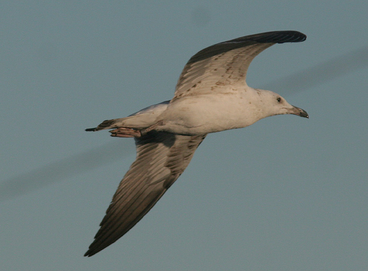Larus fuscus