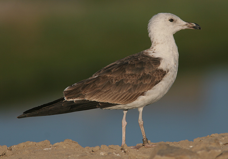 Larus fuscus