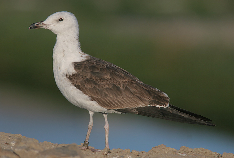 Larus fuscus