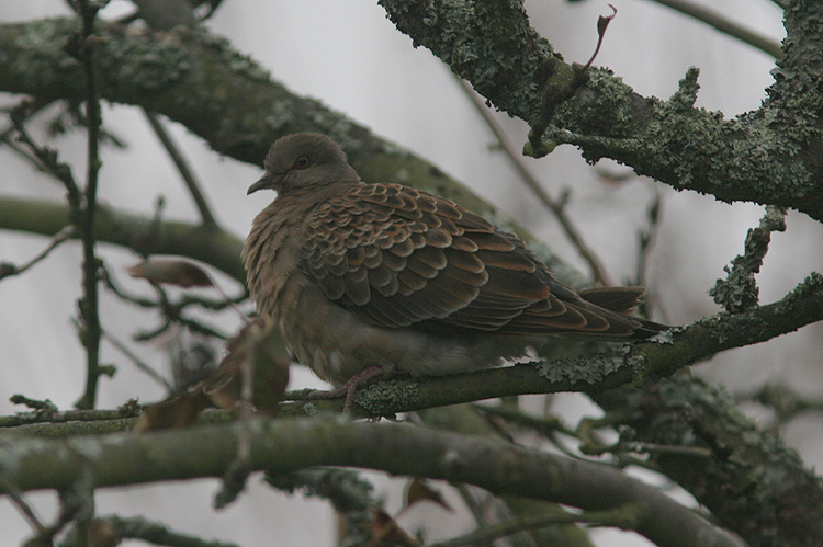 Streptopelia orientalis