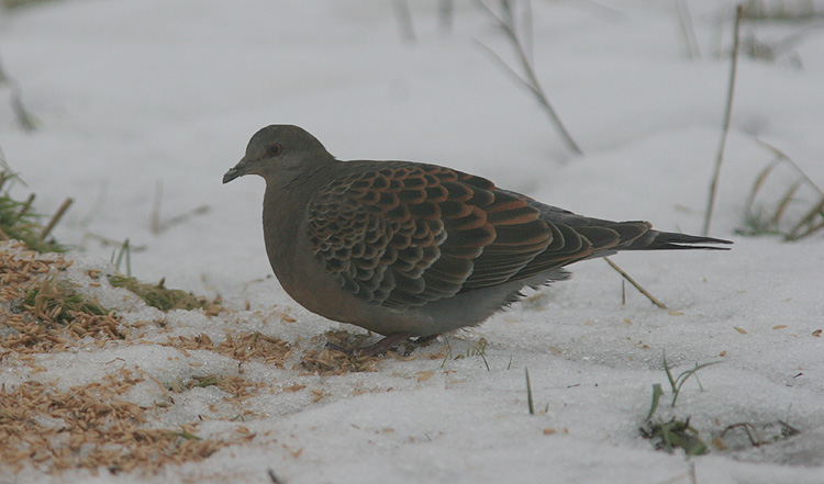 Streptopelia orientalis