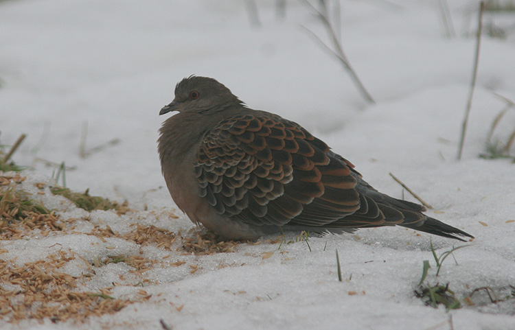 Streptopelia orientalis