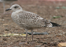 Larus argentatus