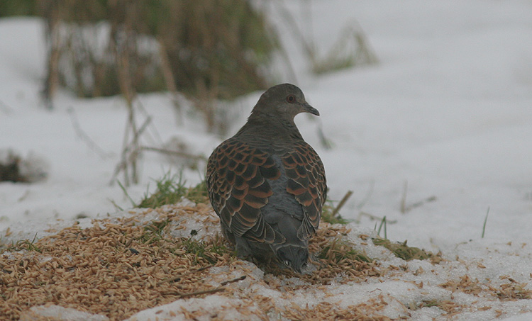 Streptopelia orientalis