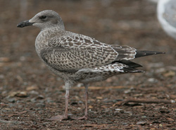 Larus argentatus