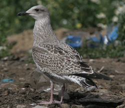 Larus argentatus