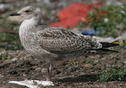 Larus argentatus