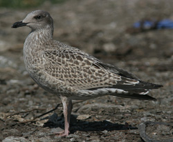 Larus argentatus