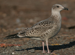 Larus argentatus