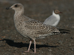 Larus argentatus
