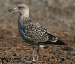 Larus argentatus