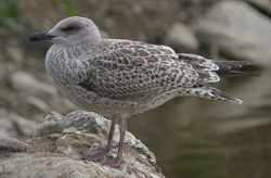Larus argentatus