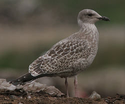 Larus argentatus