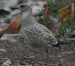 Larus argentatus