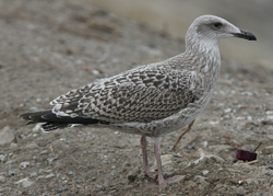 Larus argentatus