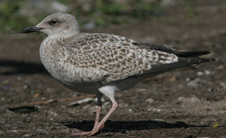 Larus argentatus