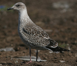 Larus argentatus
