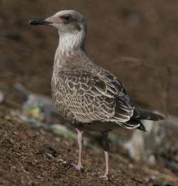 Larus argentatus