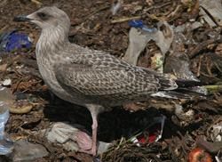 Larus argentatus