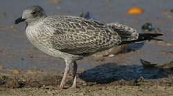 Larus argentatus