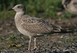 Larus argentatus