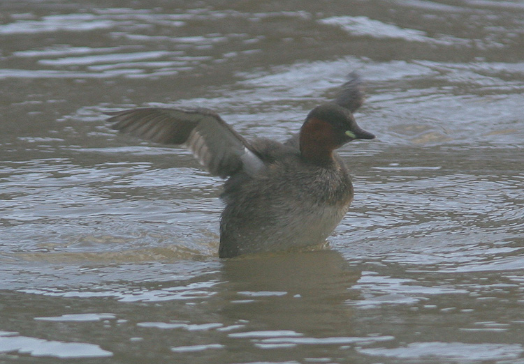 Tachybaptus ruficollis