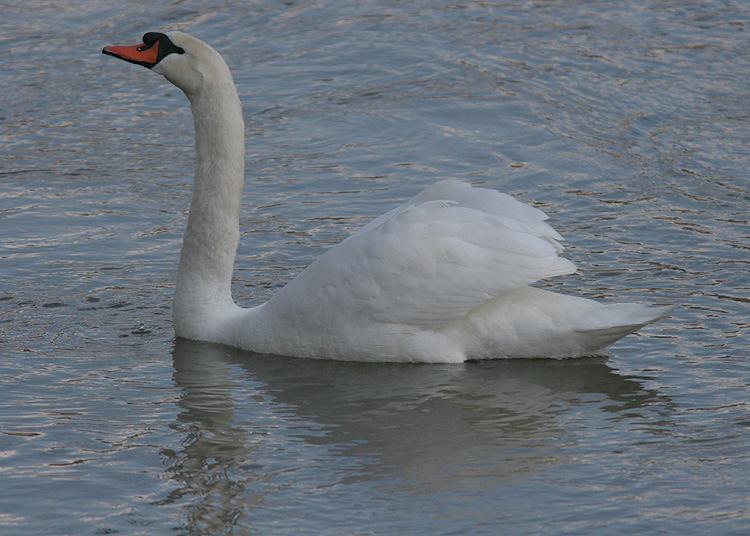 Cygnus olor