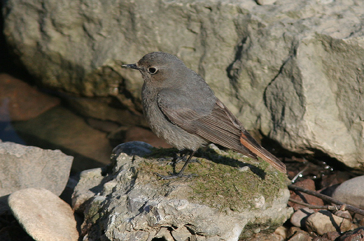 Phoenicurus ochruros