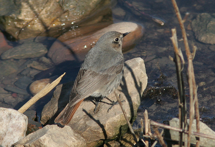Phoenicurus ochruros