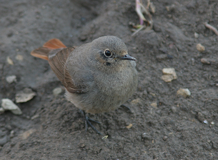 Phoenicurus ochruros