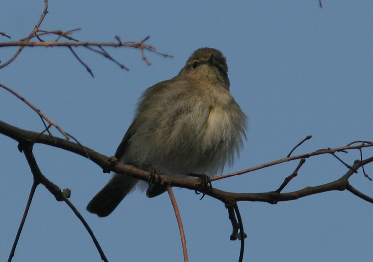 Phylloscopus collybita