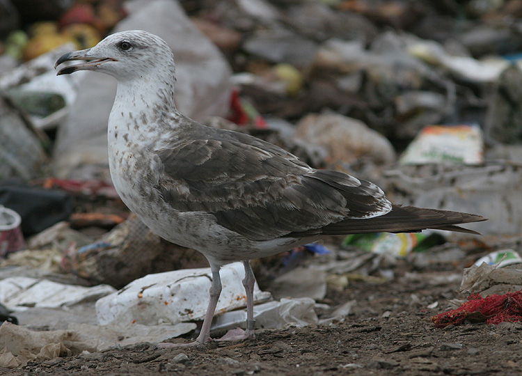 Larus fuscus
