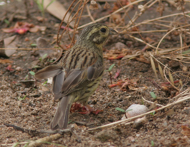 Emberiza cirlus