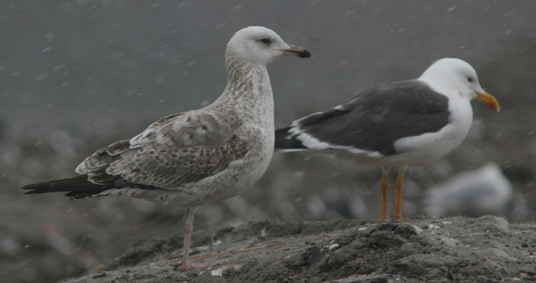 Larus (fuscus) heuglini