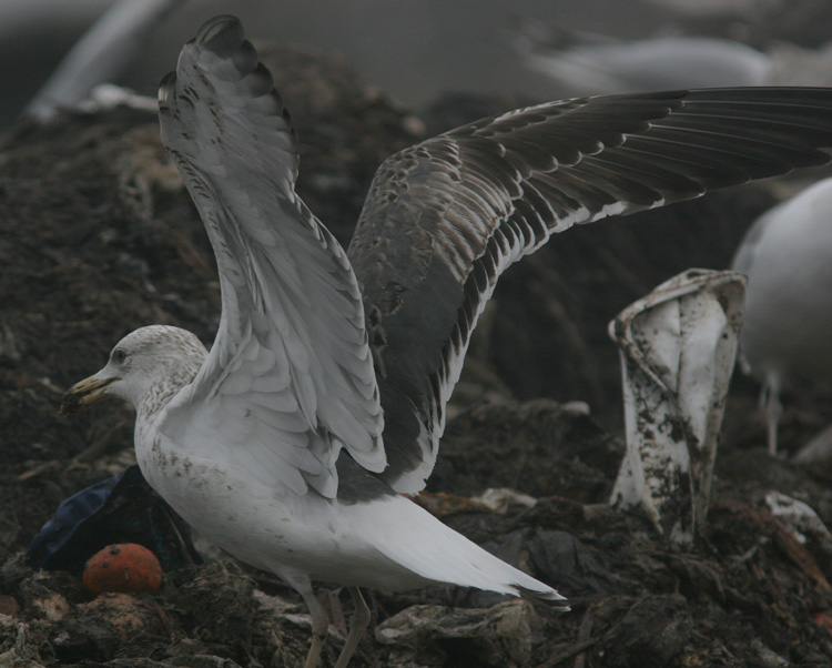 Larus (fuscus) heuglini