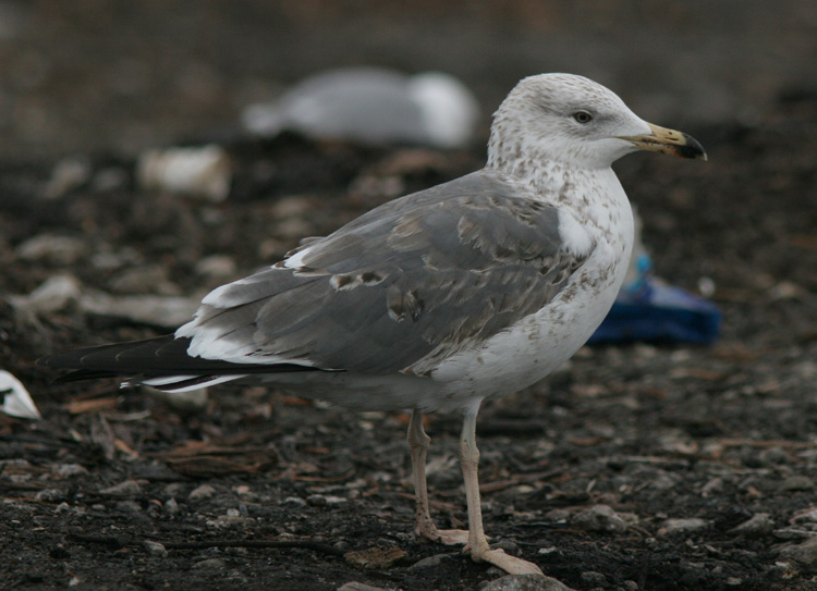 Larus (fuscus) heuglini