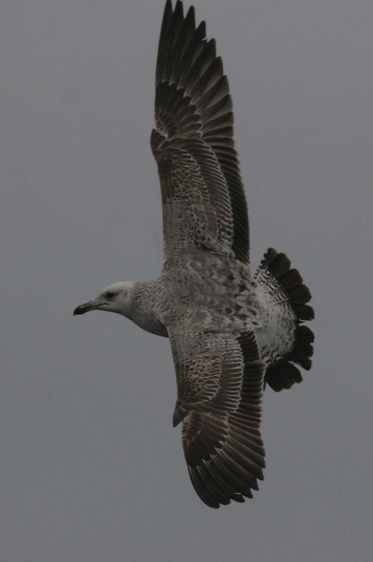 Larus (fuscus) heuglini