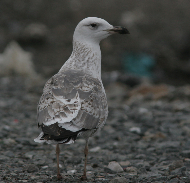 Larus (fuscus) heuglini