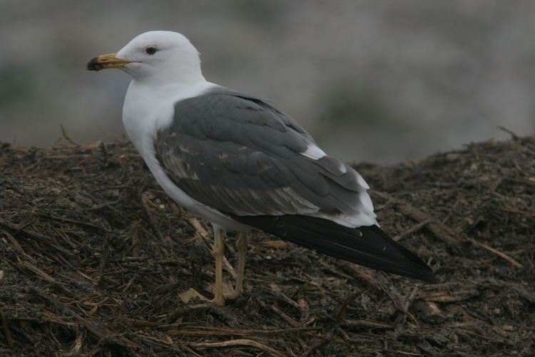 Larus (f.) heuglini
