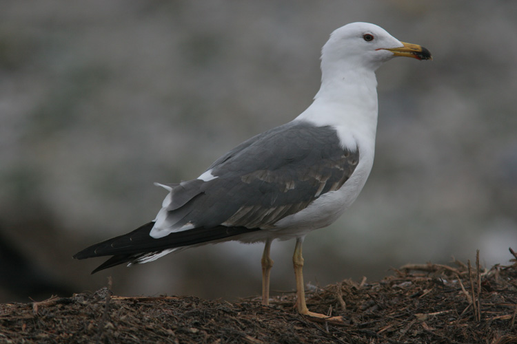 Larus (f.) heuglini