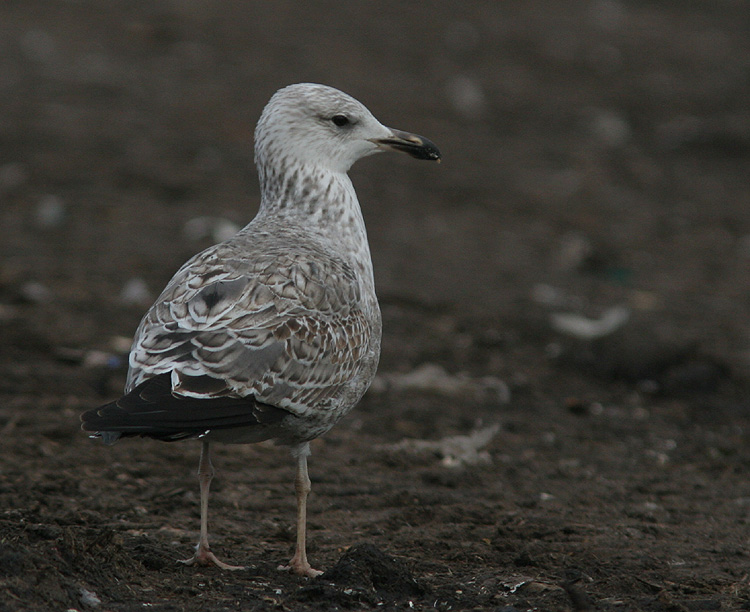 Larus (f.) heuglini