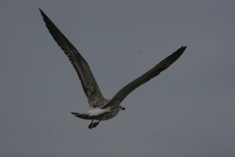 Larus (f.) heuglini